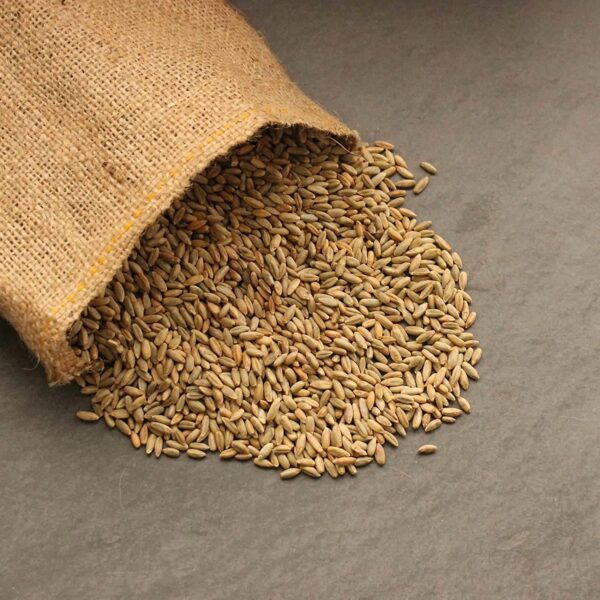 Organic Rye Grain Seeds - 1 Lb Re-Sealable Bag - Rye Seed / Grains for Flour, Bread, Sprouting, Rye Grass & More